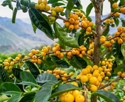 Ekwador Hacienda la Papaya